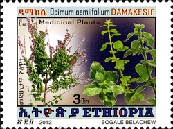 Medicinal Plants - Ocimum oamifolium