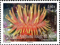 Marine Fauna