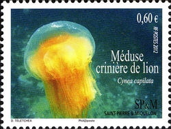Marine Fauna