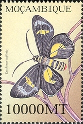 Butterflies - Euschemon rafflesia