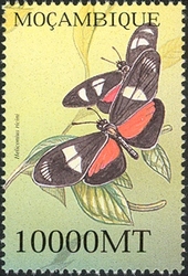 Butterflies - Heliconius ricini