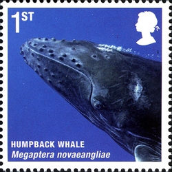 Mammals of UK - Humpback Whale