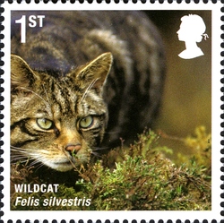 Mammals of UK - Wildcat