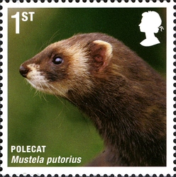 Mammals of UK - Polecat