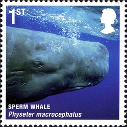 Mammals of UK - Sperm Whale