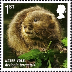 Mammals of UK - Water Vole