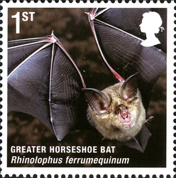 Mammals of UK - Greater Horseshoe Bat