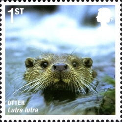 Mammals of UK - Otter
