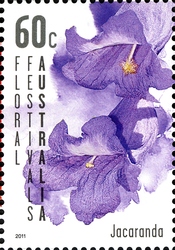 Floral Festivals Australia - Jacaranda