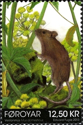 The House Mouse