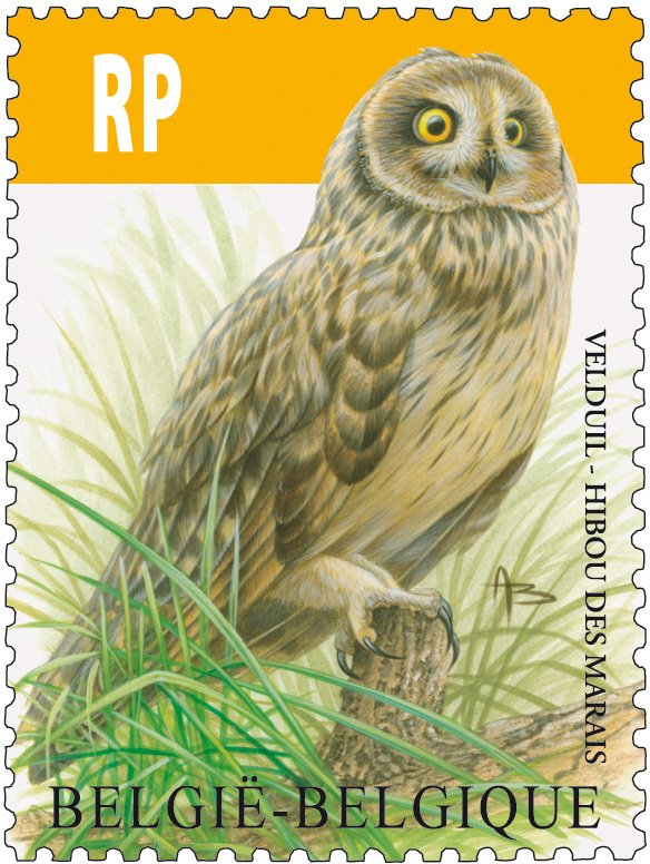 Short-eared Owl (Asio flammeus) 