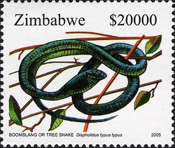 Snakes - Boomsland or Tree Snake