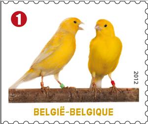 Stamp, Canary (Serinus canaria domestica), Belgium,  , Birds