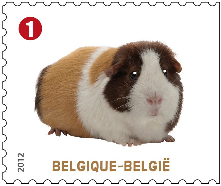 Guinea Pig (Cavia porcellus)