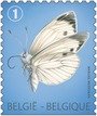 Large White (Pieris brassicae) - Bottom imperforate