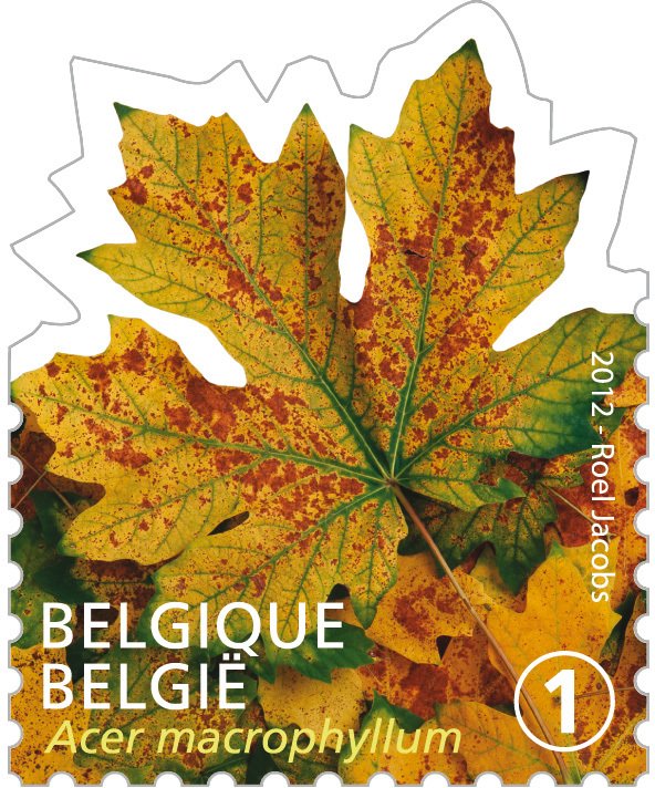 Tree Leaf: Acer macrophyllum