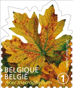 Stamp, Tree Leaf: Acer macrophyllum, Belgium,  