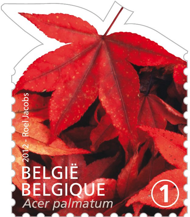 Tree Leaf: Acer palmatum
