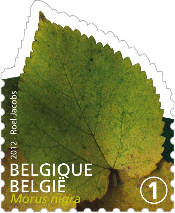 Tree Leaf: Morus nigra