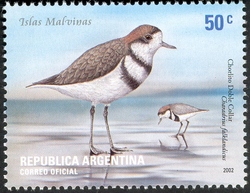 Ringed plover