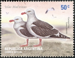 Grey-headed gull