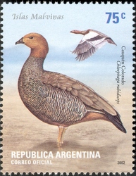 Ruddy-headed Goose