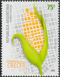 SOLIDARITY -  Corn ear on a map of a town
