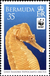 WWF - Lined Seahorse