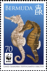 WWF - Lined Seahorse
