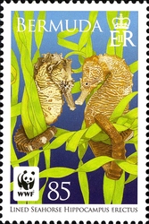 WWF - Lined Seahorse