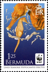WWF - Lined Seahorse