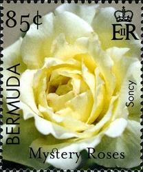 Bermuda Mystery Roses - Soncy