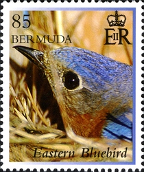 Eastern Bluebird