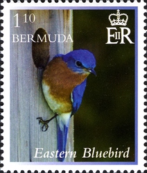 Eastern Bluebird