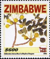 Trees of the Year - Schelochra birrea