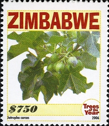 Trees of the Year - Jatropha carcus