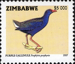 Sixth Definitive series - Purple Gallinule
