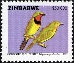 Sixth Definitive series - Gorgeous Bush Shrike
