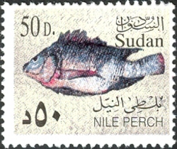 Nile perch
