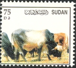 Cattle
