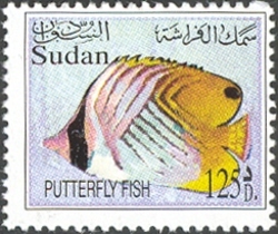 Butterfly Fish