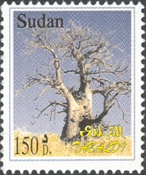 Adansinia Baobab