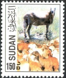 Sheep