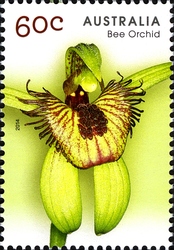 Native Orchids - Bee Orchid