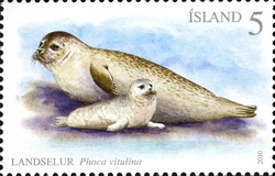 Seals I - Harbour Seal (Phoca vitulina)
