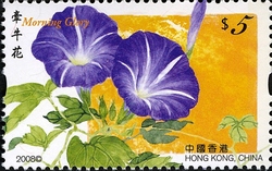 Hong Kong Flowers - Morning Glory