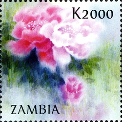 Chinese Peony
