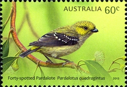 Australian Birds - Forty spotted Pardalote