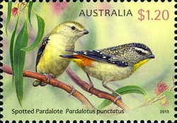 Australian Birds - Spotted Pardalote