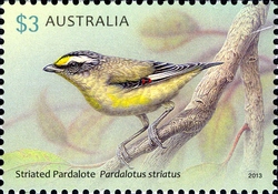 Australian Birds - StriatedPardalote